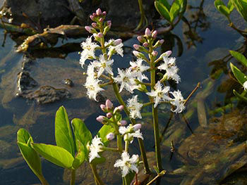 Plantes aquatiques oxygénantes